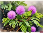 2025年含羞草的花叫什么
