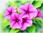 为什么牵牛花叫牵牛花