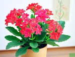长寿花家里养风水好吗