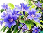 蓝楹花和蓝花楹一样吗
