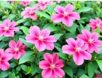 三七花市场价多少钱斤