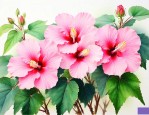 芙蓉花不开花怎么回事