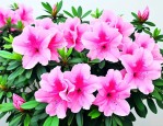 杜鹃花养殖温度是多少