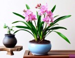 家里养什么兰花风水好