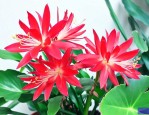 家里养千手观音花好不好