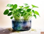 哪种水培植物净化空气