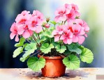 天竺葵开花时怎么浇水