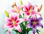 百合花的颜色有多少种