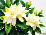 栀子花黄叶子什么原因