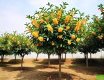 5公分桂花树价格表及尺寸