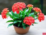 刚买的长寿花怎么养护
