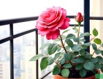 阳台适合养什么月季花