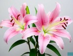 香水百合花多少钱一朵