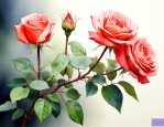月季花如何插枝才能活