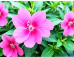 凤仙花的花是什么形状