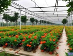 2025年广安花卉种植基地