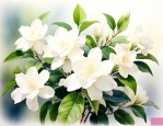 茉莉是哪个季节开的花
