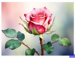 玫瑰花新发的嫩芽蔫了