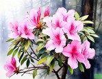 野生杜鹃花冬天落叶吗