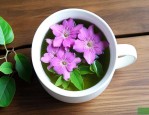 三七花泡水能天天喝吗