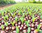 2025年莲子怎样种植发芽