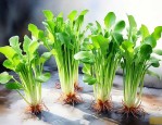 冬天冻不死的水培植物