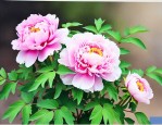 牡丹花什么时候开花几点