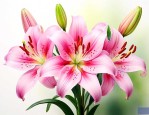 百合花开花后怎么修剪