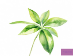 植物是怎么传播的