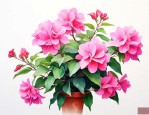 三角梅花卉和养殖方法