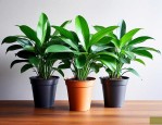 甲醛植物除甲醛的植物