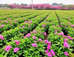 2025年山东草花苗木求购