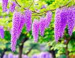 2025年紫藤花可以生吃吗