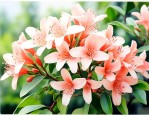 九里香开完花后结果吗