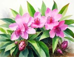 七叶一枝花能治痛风吗