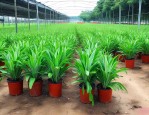 广州盆栽植物种植基地