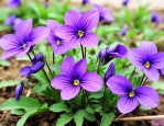 紫花地丁种子价格一览