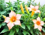 曼陀罗花值多少钱一棵