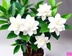 茉莉花水养还是土养好