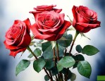 40支玫瑰花代表什么