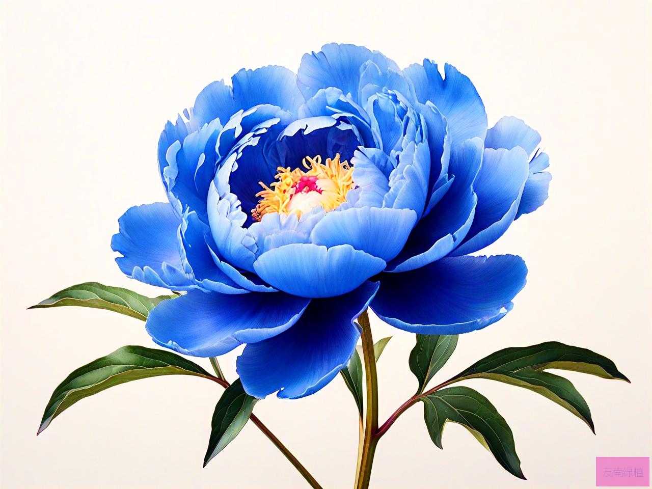 蓝色的牡丹花长什么样