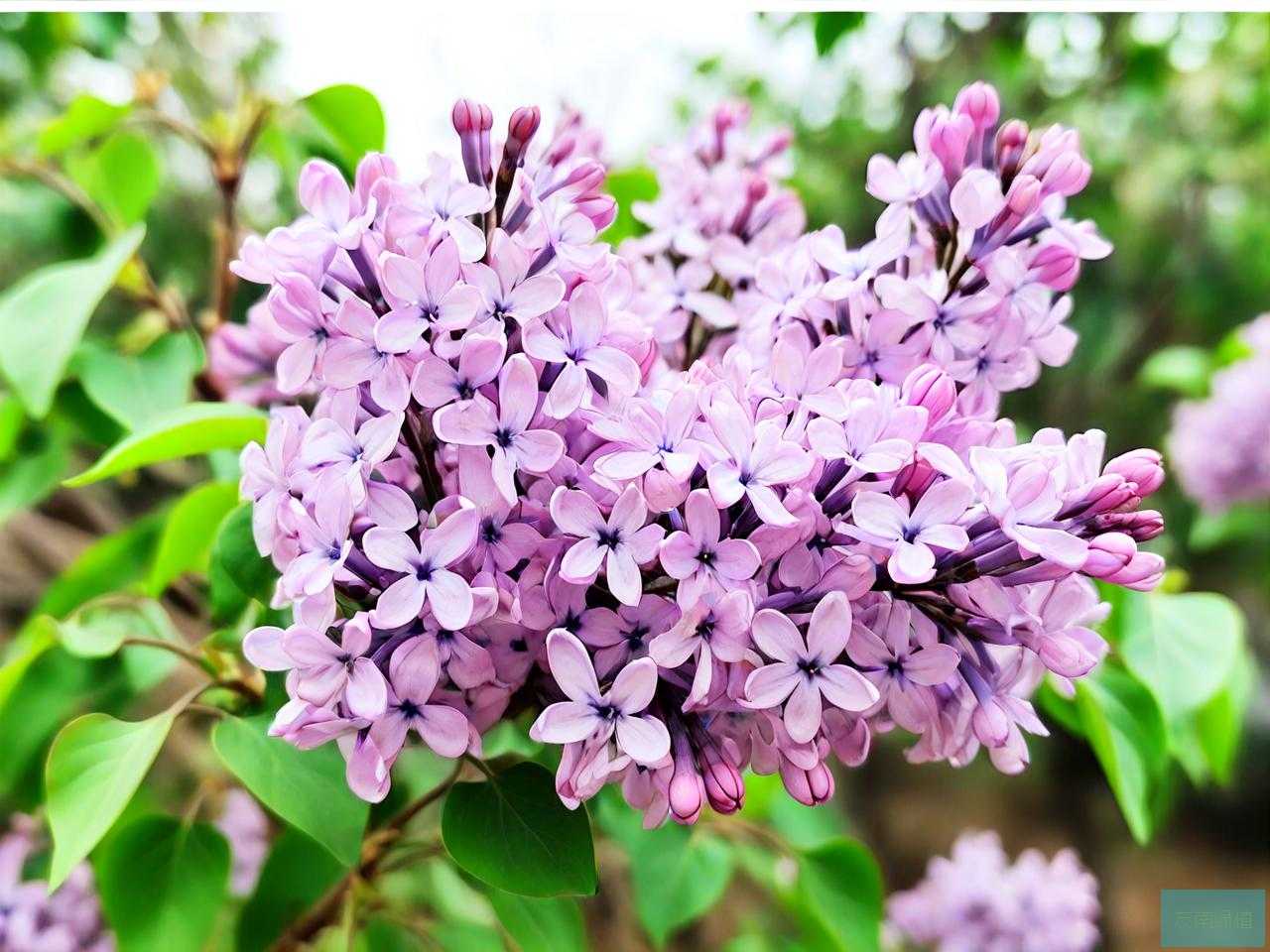 丁香花的越冬方法剧情