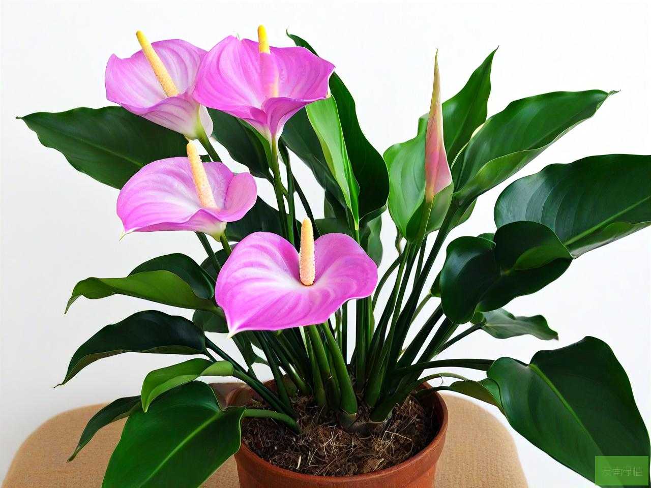 黑天鹅海芋植物怎么养