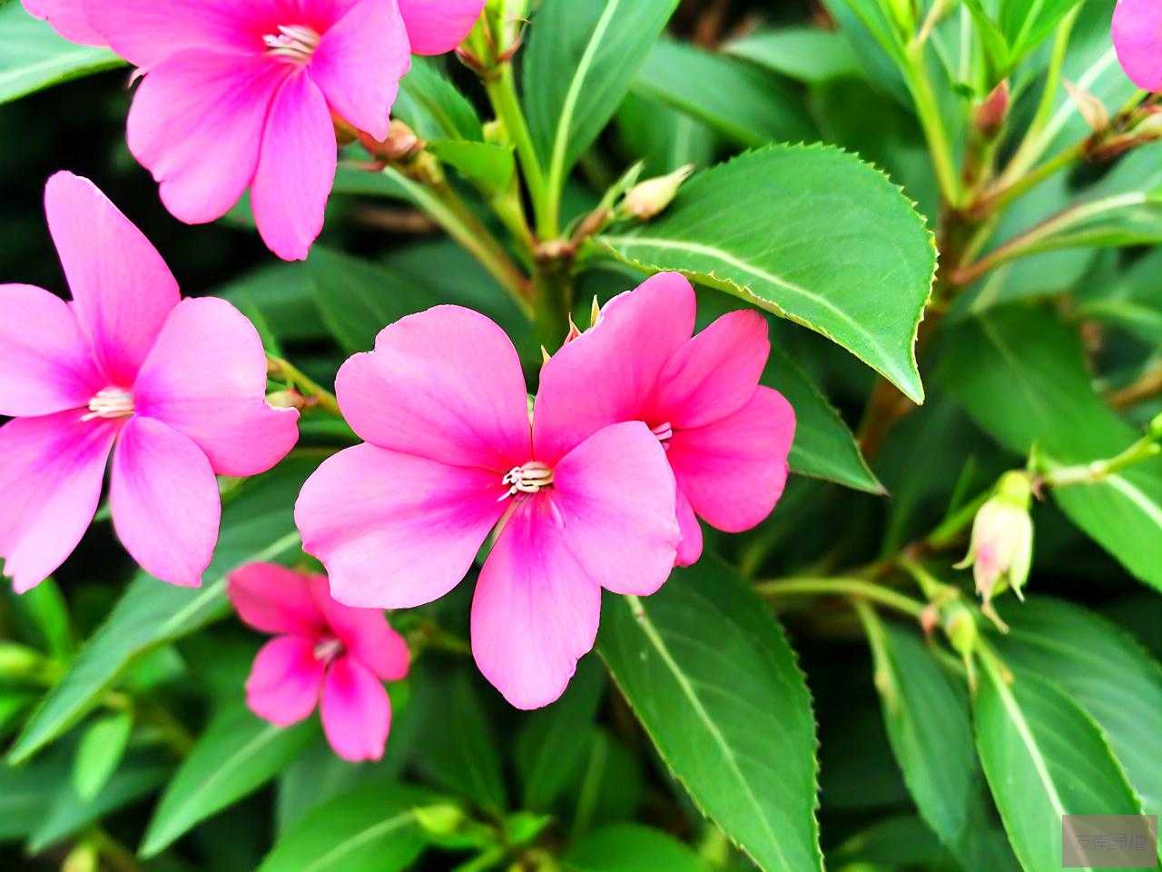 凤仙花染指甲怎么弄掉