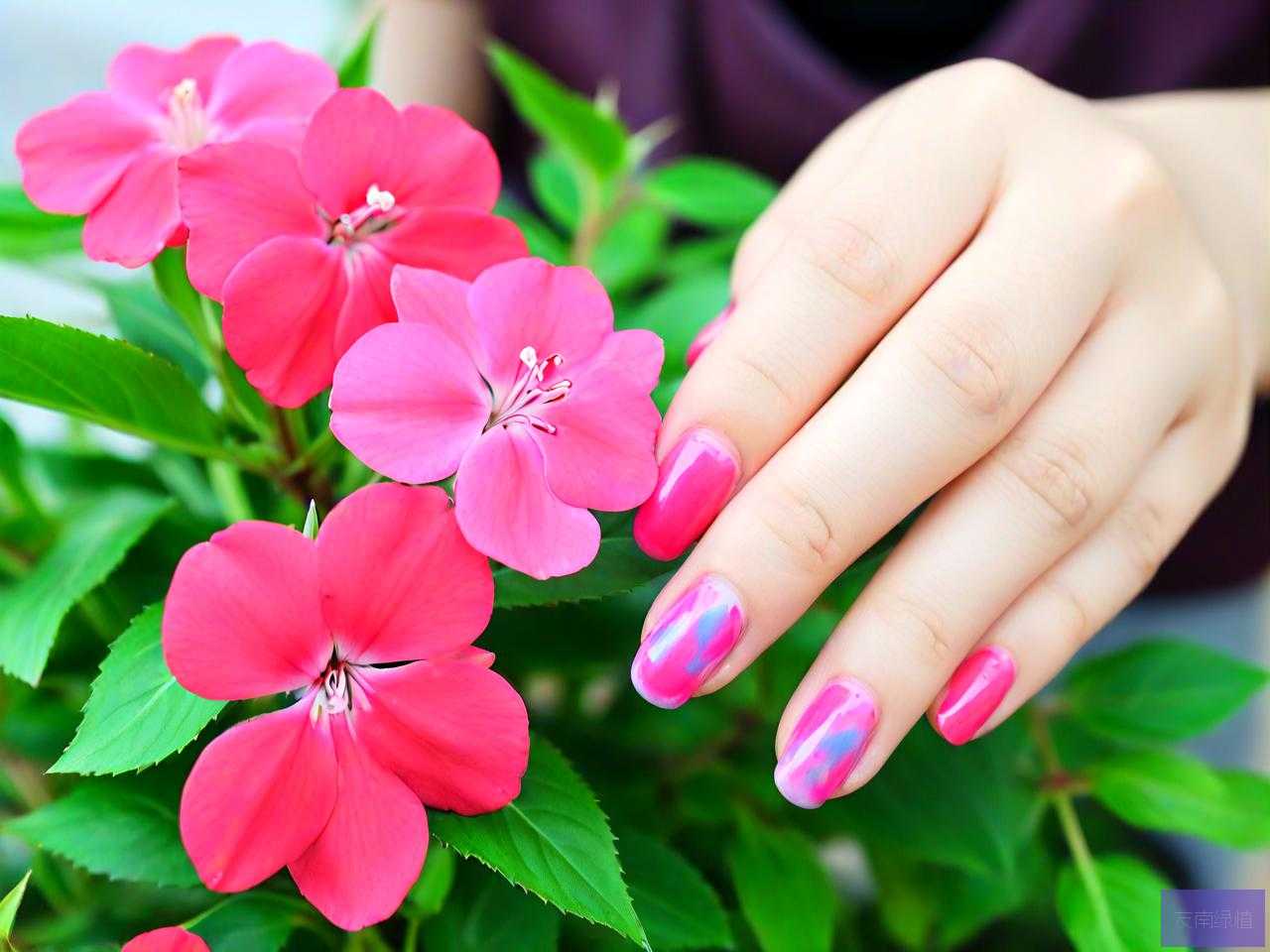 凤仙花染指甲怎么去除