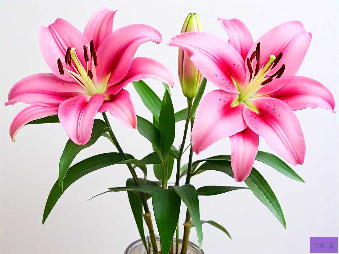 香水百合适合家里养吗