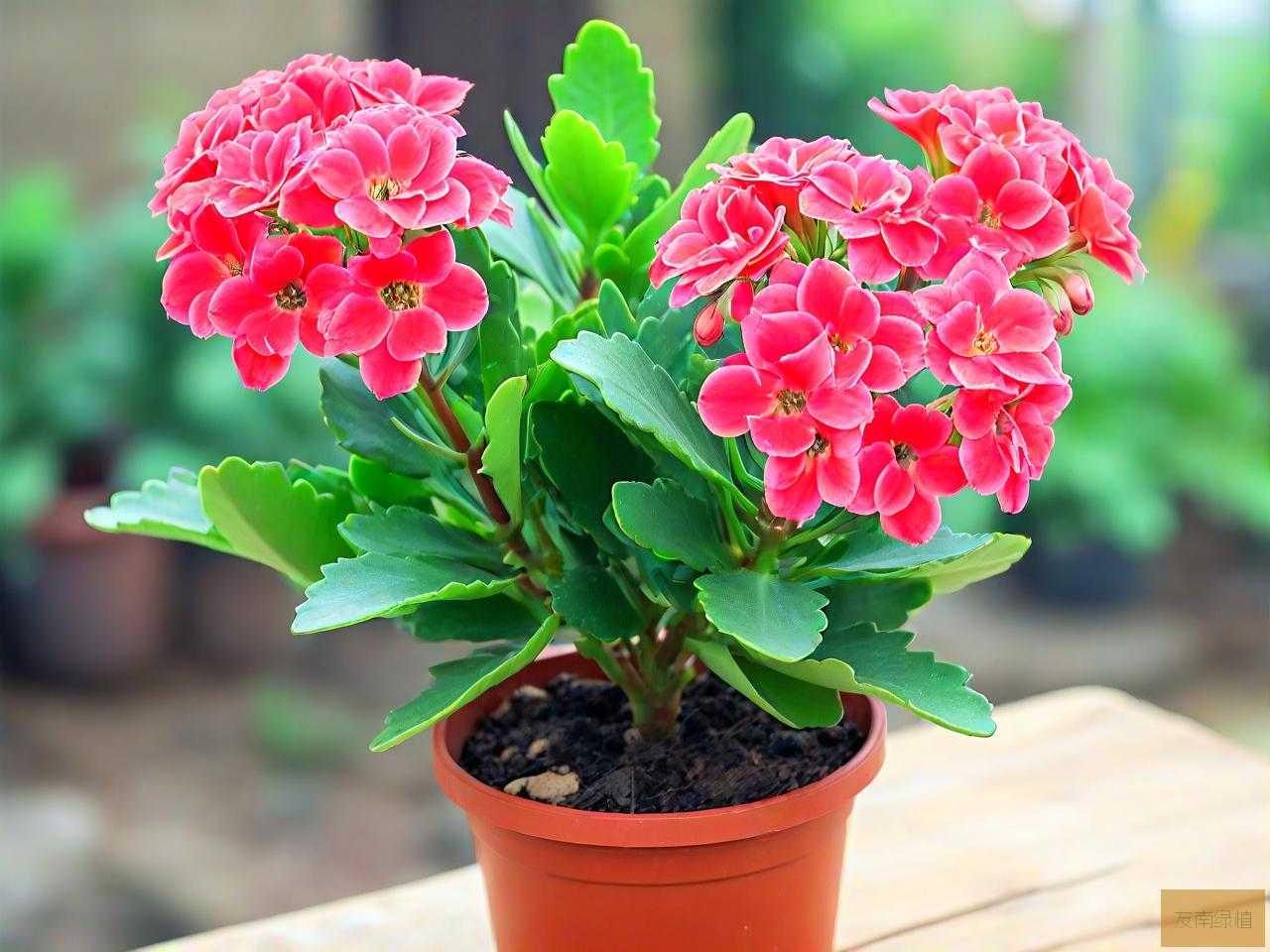 长寿花怎么养根系发达