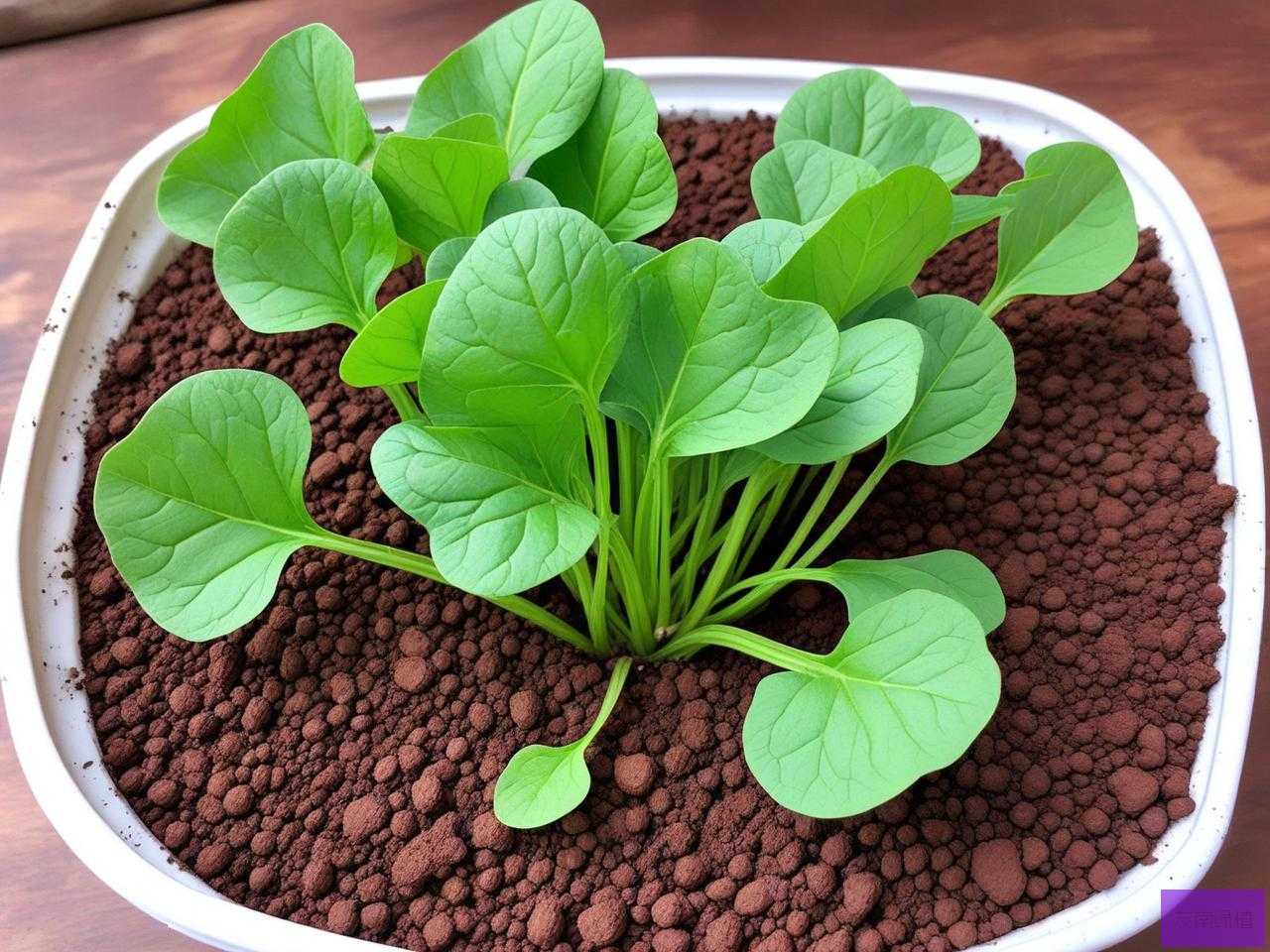 2025年菠菜种子几天发芽