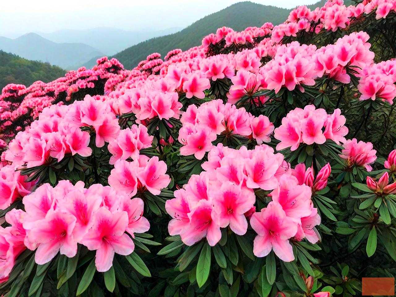 贵州十里杜鹃花在哪里