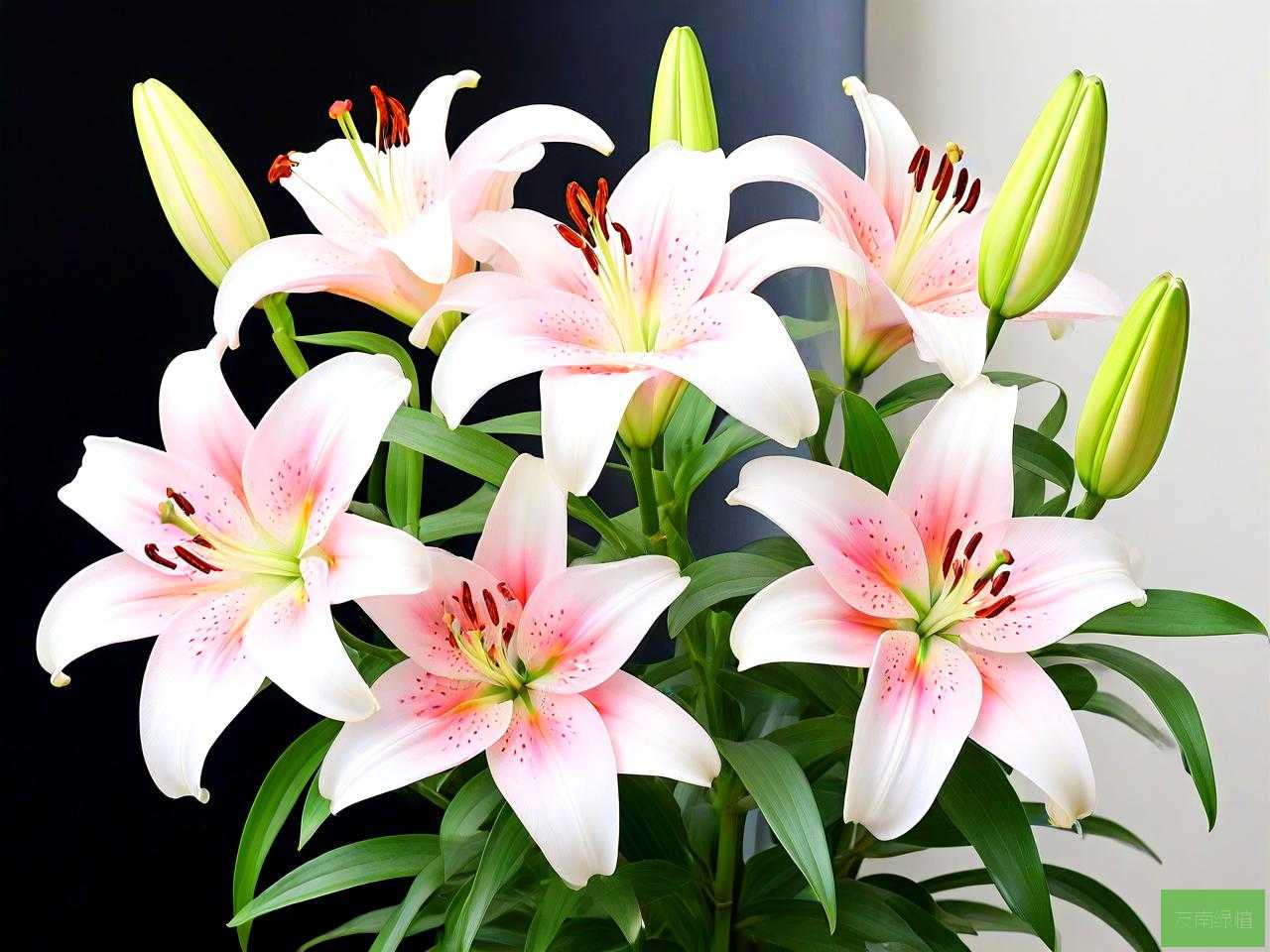 怎么养百合花放多少水